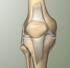 Graphic of side view internal knee